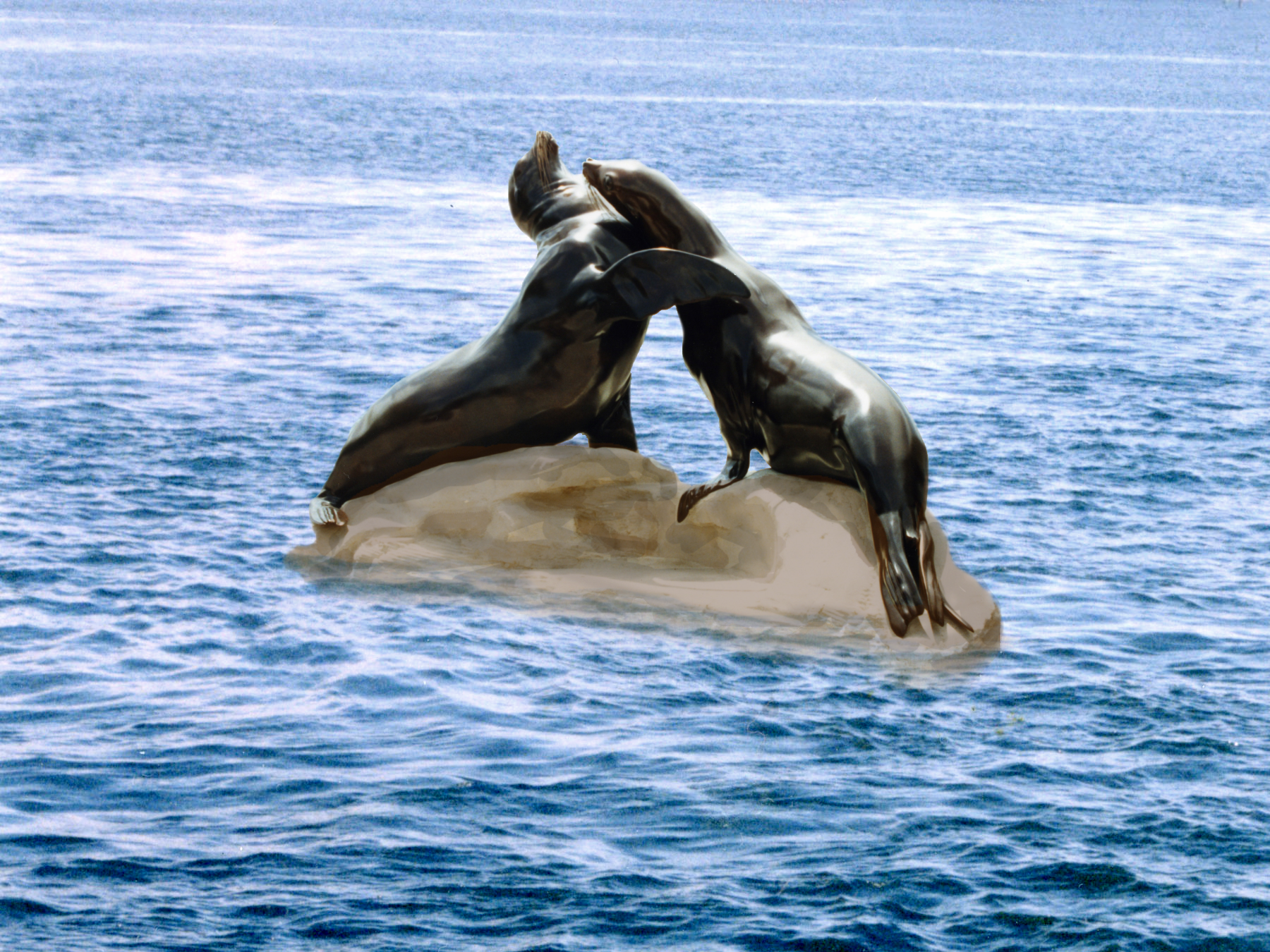 Sea lions blue water