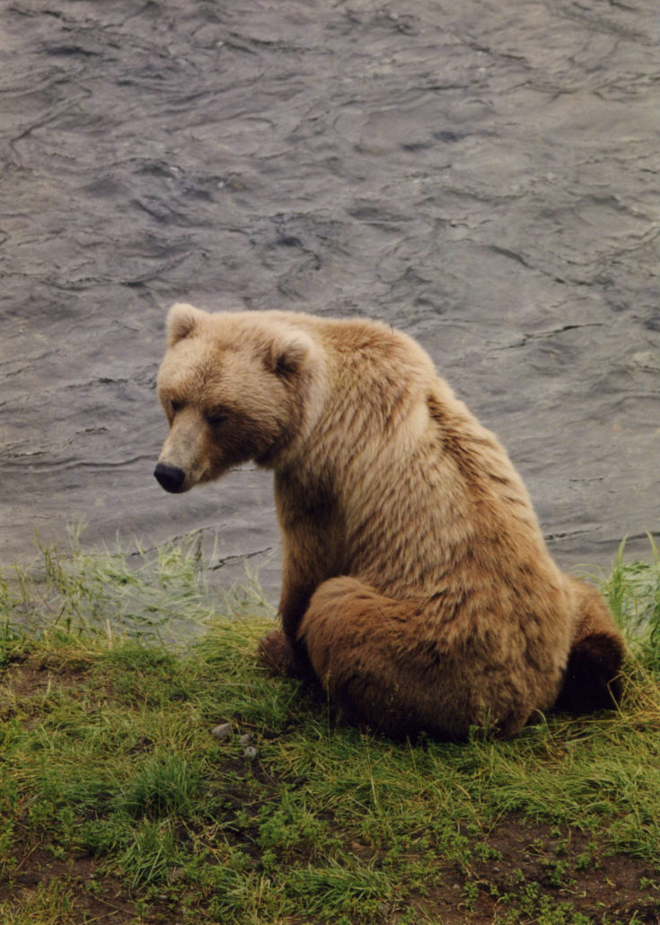 mama bear alone_2