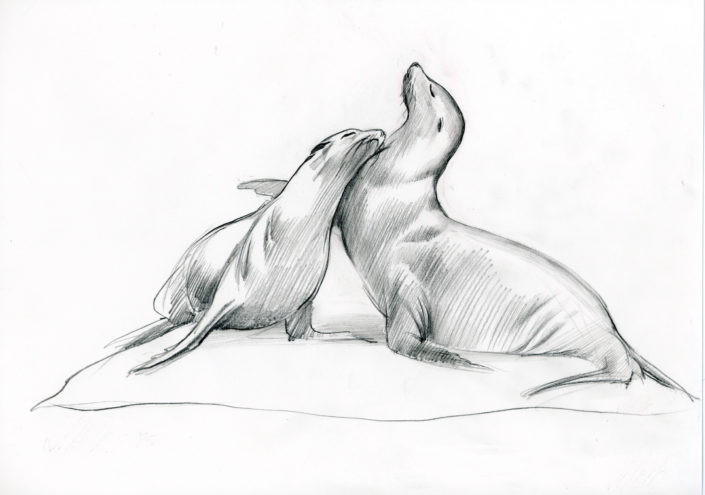 Sea Lions – Susannah Holt